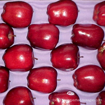 First Quality Red Delicious Apple Supplier